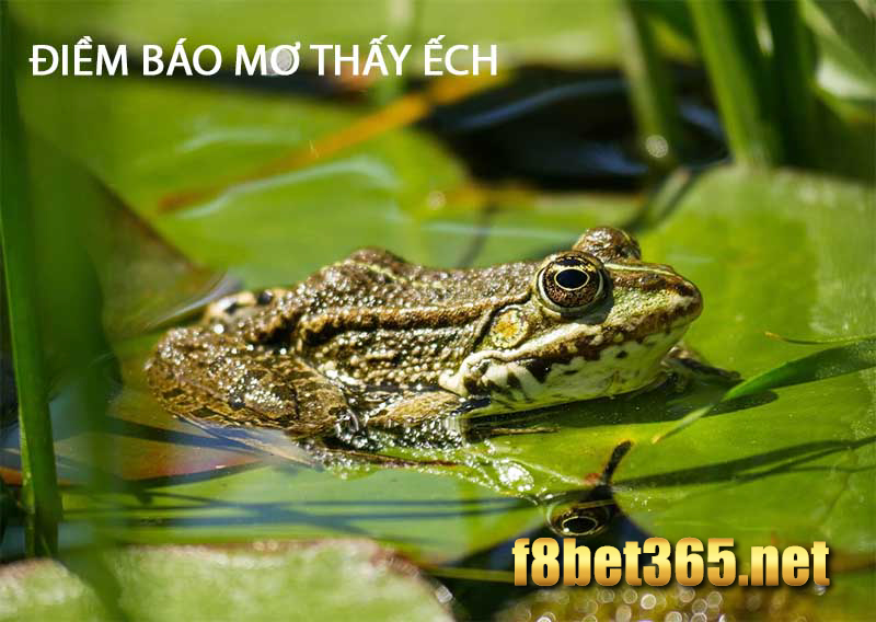 Điềm báo thấy con ếch 