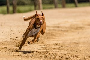 Luật chơi đua chó và Những lưu ý để tăng tỷ lệ thắng khi đua chó